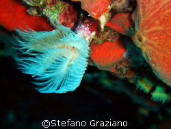  Scien. name: Sabella Spallanzanii(white weathry-tuft tub... by Stefano Graziano 